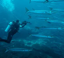 Con vigilancia satelital protegen islas Malpelo y Gorgona