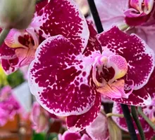 Caliorquídeas 2026 llega al Orquideorama