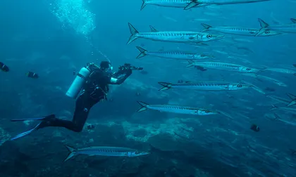 Con vigilancia satelital protegen islas Malpelo y Gorgona